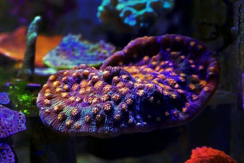 A large purple coral polyps