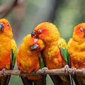 Four sun conures sitting on a branch.
