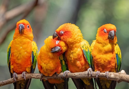 Four sun conures sitting on a branch.