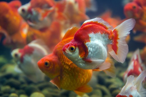 About Fancy Goldfish