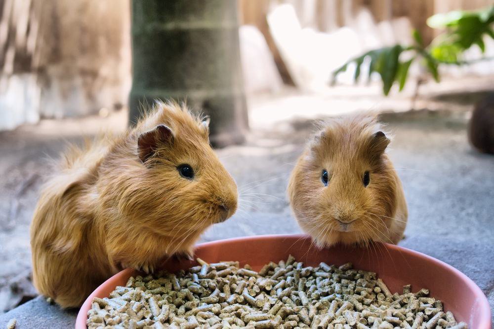 Two guinea pigs eating.