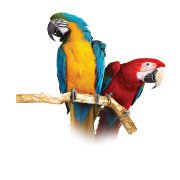Two parrots sitting on a branch.