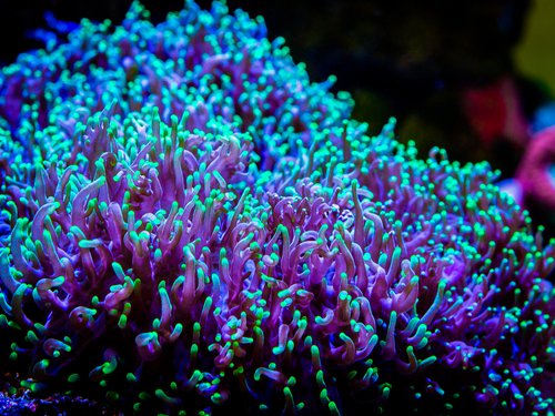 Green and purple corals.