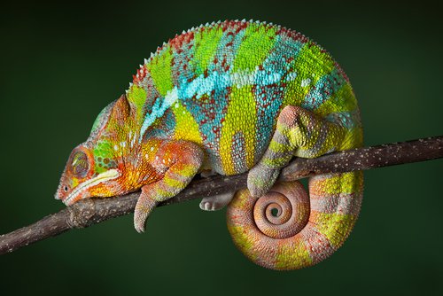 A green chameleon perched on a branch.