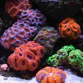 Corals for sale at Cedar Pet Supply.