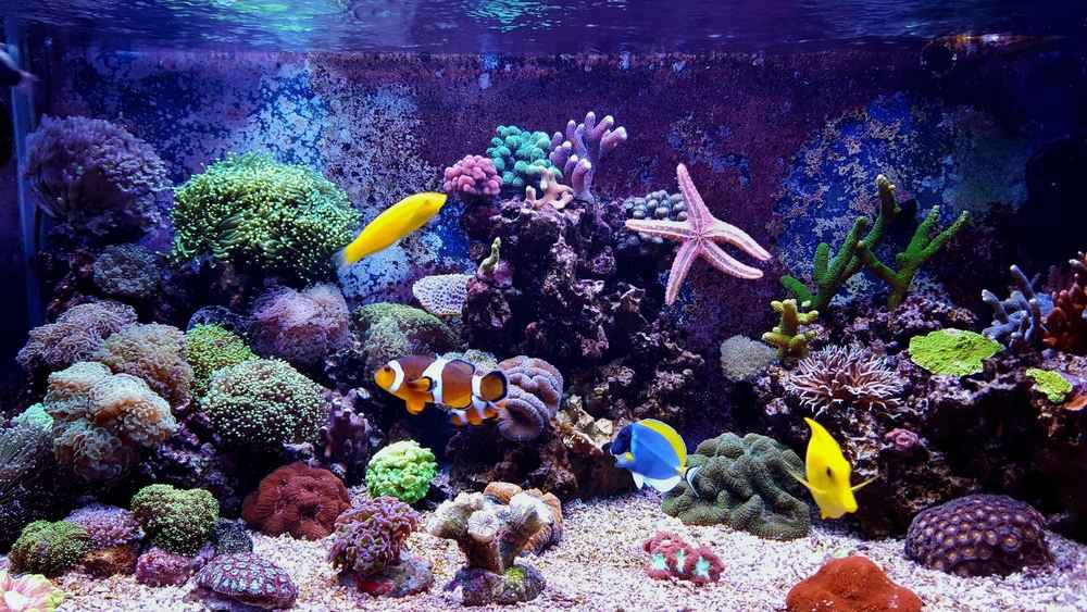 A saltwater aquarium filled with coral and tropical fish.