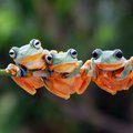 Three tree frogs hanging onto a branch.