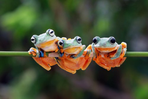 Three tree frogs hanging onto a branch.