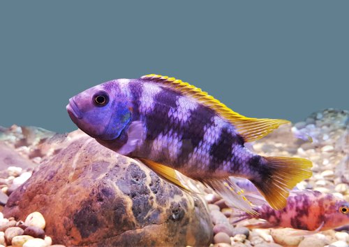 cichlid fish