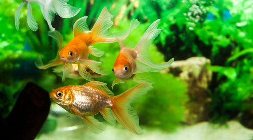 Three orange goldfish swimming in a tank.