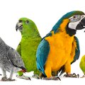 Five parrots of different breeds.