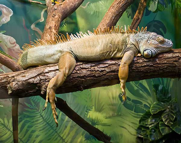 A green iguana sitting on a branch.