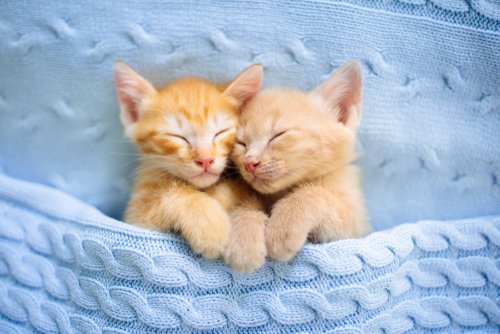 Two orange kittens sleeping under a knitted light blue blanket.