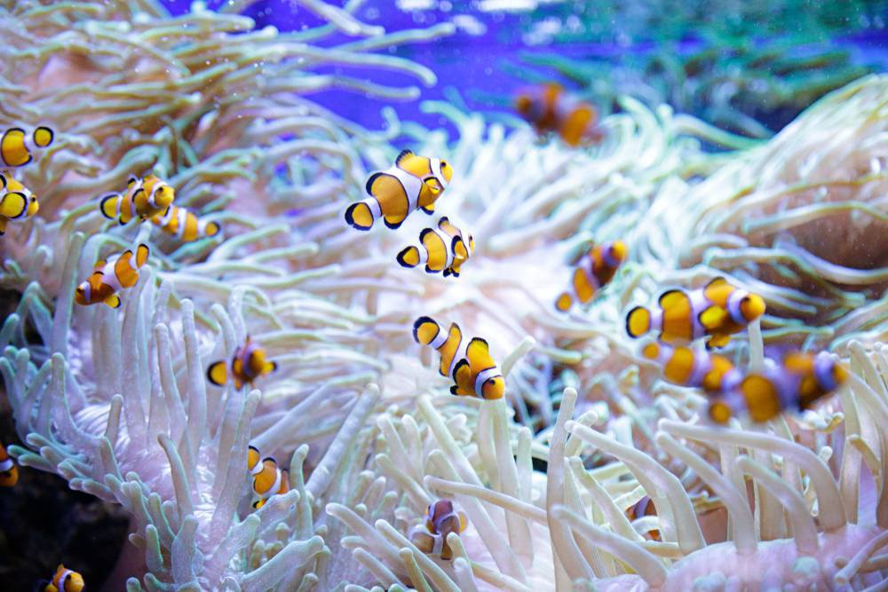 Clownfish swimming through anemone.