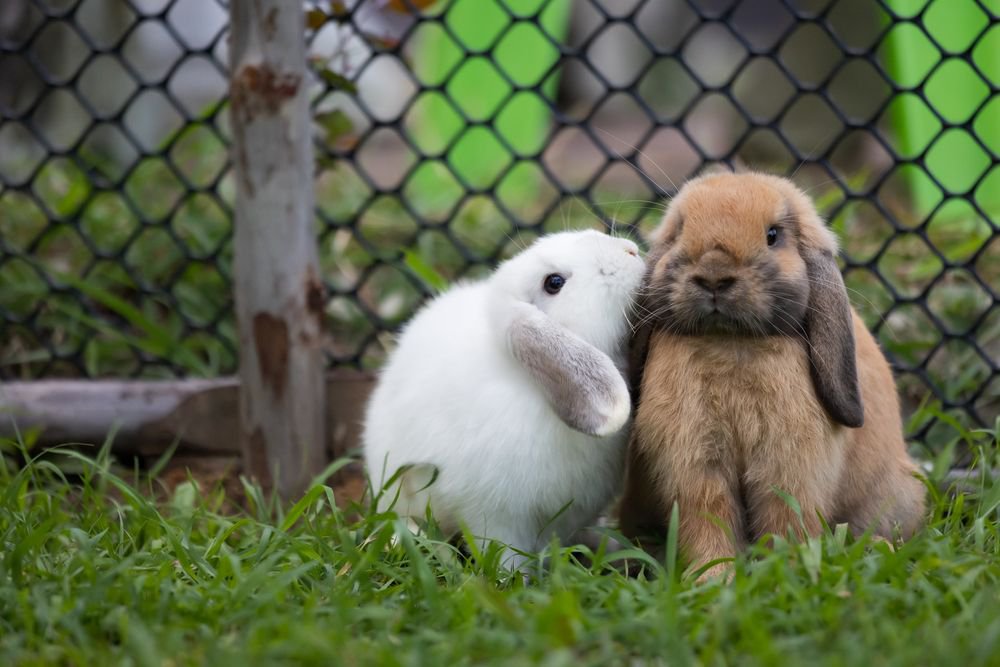 Two Rabbits sitting in grass.