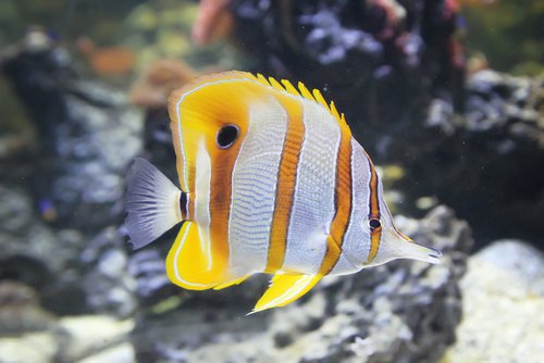 A Copperband Butterflyfish.