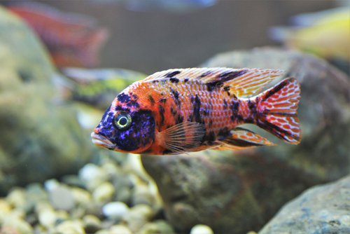 cichlid fish as pets
