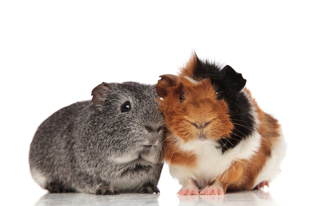 Two Guinea Pigs.