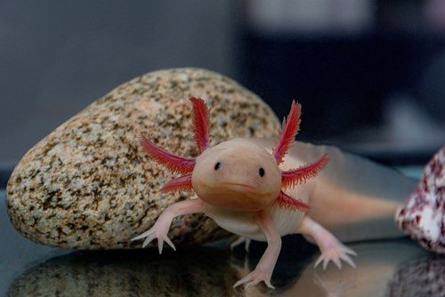 An axolotl.