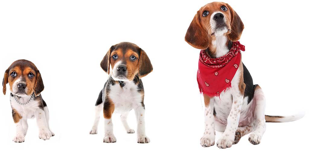 Three images of a beagle puppy growing up.