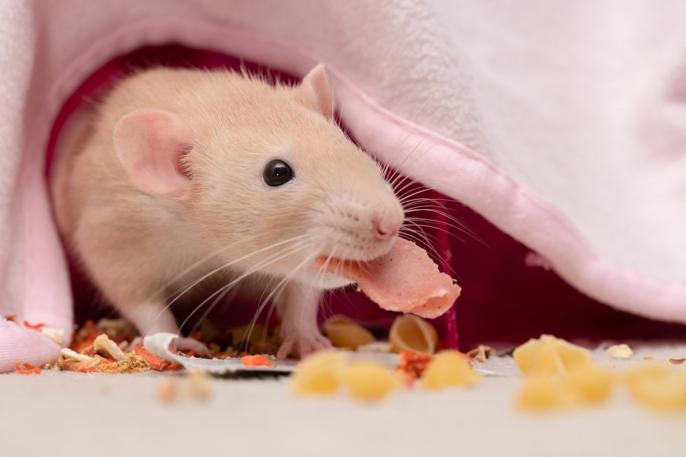 A rat eating.