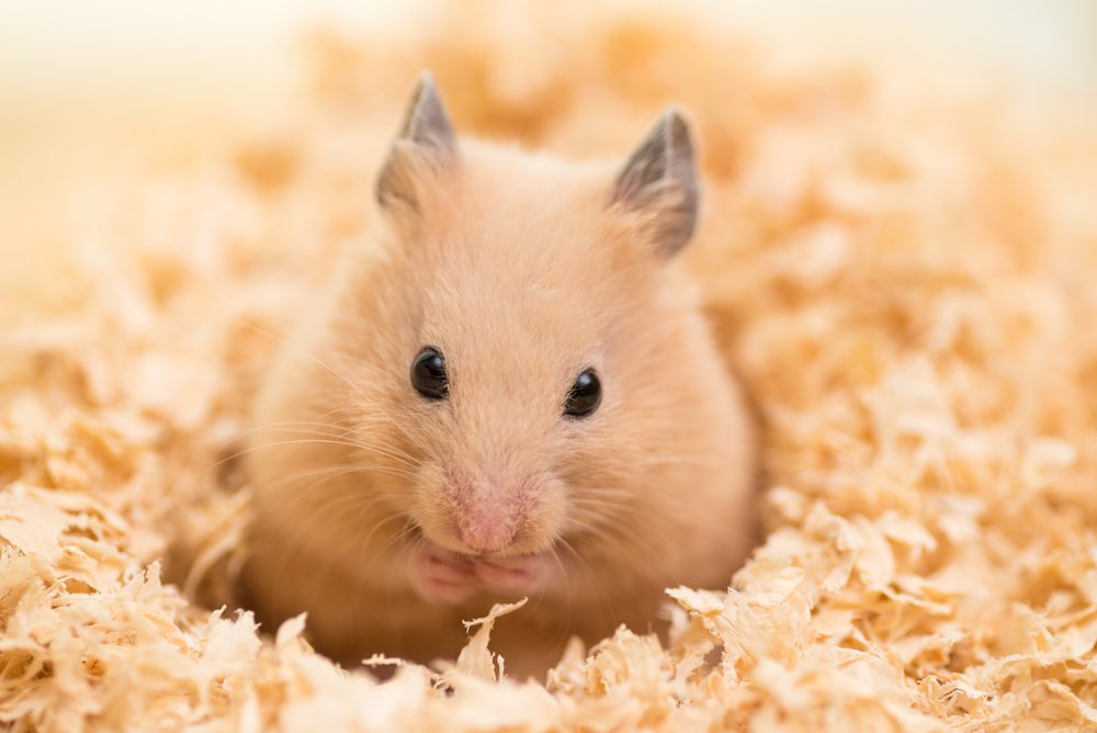 A hamster sitting in Aspen wood bedding.