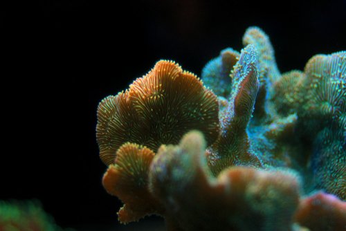 A small polyps coral.